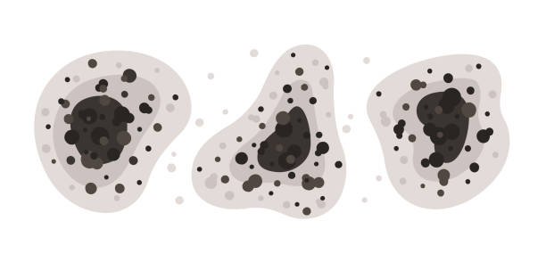 Best Commercial Mold Inspection  in Port Barrington, IL